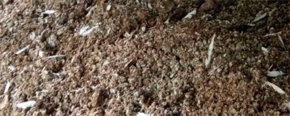 鸽子粪可以直接施肥吗(鸽子粪可以直接做肥料吗)