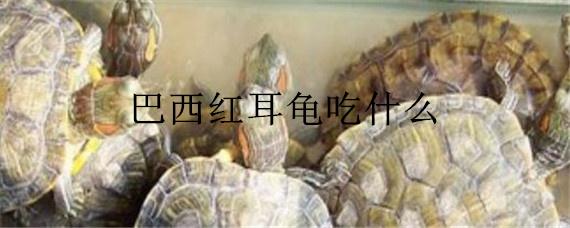 巴西红耳龟吃什么（巴西红耳龟吃什么肉）