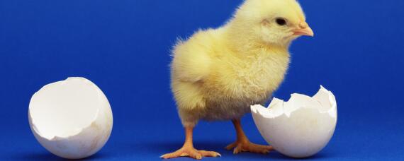 刚出壳的小鸡多久喂水 刚出壳的小鸡什么时候喂食