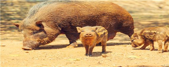 玉米地如何防野猪 能让野猪不伤害玉米地的方法