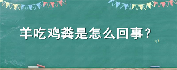 羊吃鸡粪是怎么回事（鸡吃羊粪吗）