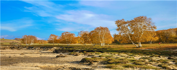 给杨树施肥应该离树多远（杨树需要施肥吗）