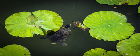乌龟和甲鱼的区别（王八和乌龟和甲鱼的区别）