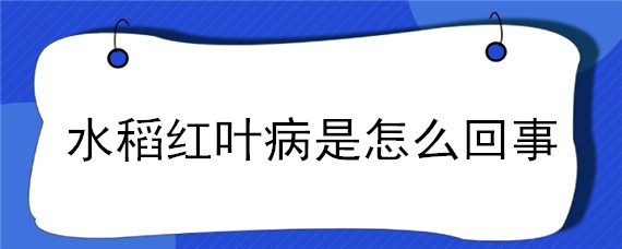 水稻红叶病是怎么回事（水稻叶片有红斑什么病）