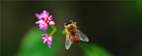 昆虫养殖有哪些 人工养殖昆虫有哪些