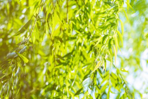 柳树叶的功效与作用及禁忌 柳树叶的功效与作用副作用