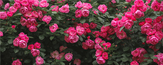 月季花籽催芽方法（月季花籽怎样种才能出）