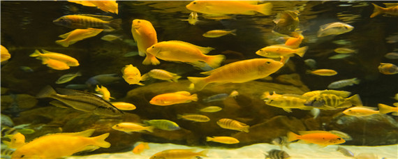 热带鱼几天喂一次 家里养的热带鱼几天喂一次