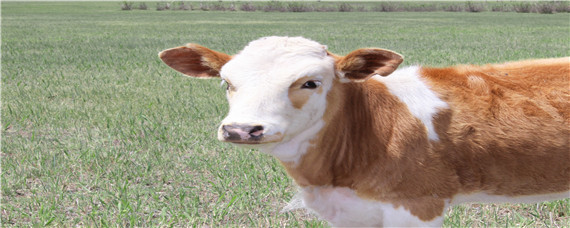 牛的外形特点(介绍奶牛的外形特点)