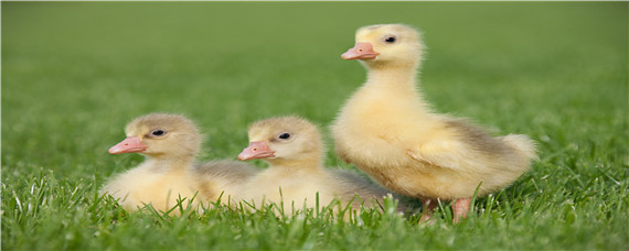 小鹅多久可以露天养（小鹅多久可以露天养怕不怕雨水?）