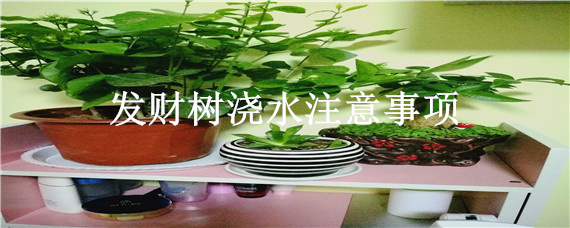 发财树浇水注意事项 发财树浇水要不要浇透