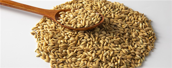 磷化铝怎么放在粮食内（磷化铝怎么放在粮食内存储可以管多久）