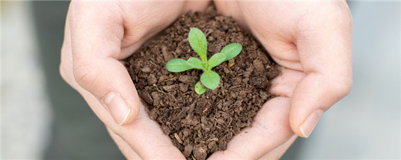 黑土地适合种什么果树 黑土地种植的好处