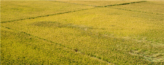 灰飞虱用什么农药防治（稻灰飞虱需要啥子农药）