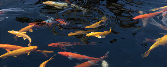 锦鲤鱼池建造 锦鲤鱼池建造视频