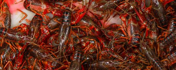 市场卖活虾怎么养不死 菜市场的虾怎么养活