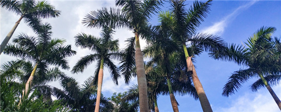 槟榔施什么肥结果多（槟榔下什么肥料结果多）