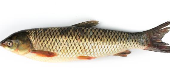 黑皖鱼是脆皖鱼吗 脆皖鱼和黑皖鱼怎么分辨