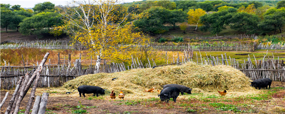 猪圆环病毒用什么药 猪圆环病毒用什么药最好