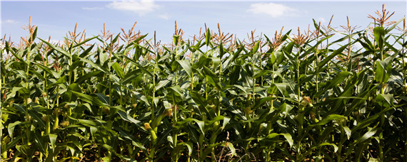 玉米灌浆期需要浇水吗 玉米什么时候浇灌浆水好