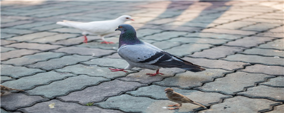 怎么催鸽子下蛋（鸽子吃什么食物下蛋）