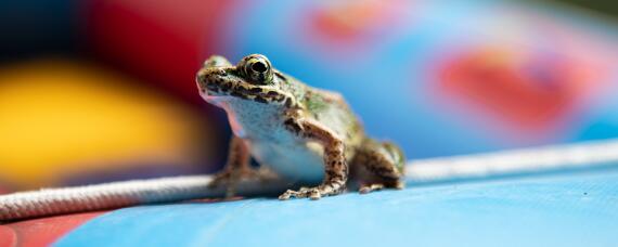 美蛙是什么品种 美蛙是什么品种的蛙