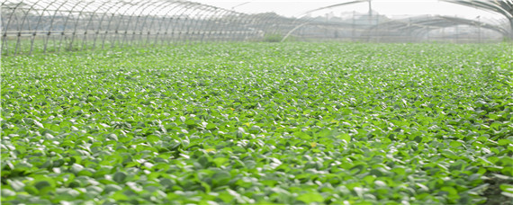 打了草铵膦多久能种菜 草铵膦施药后多久能种作物
