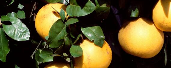 柚子的生长过程（柚子的生长过程图解）