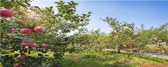 果树是靠什么传播种子（果树的种子叫什么）