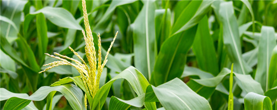 南方玉米种植时间和收获时间（南方玉米的种植时间和收获时间）