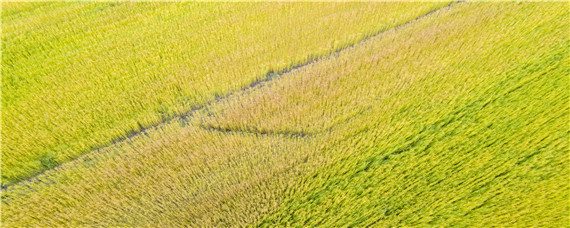 石农086小麦比济麦22高产吗（石麦22和石农086比较）