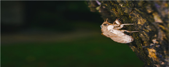 金蝉养殖基地哪里有（金蝉养殖基地哪的规模最大）