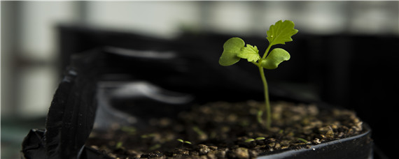 菜苗多大可以移栽（木耳菜苗多大可以移栽）