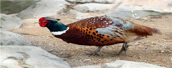 野鸡早上几点最好打 野鸡一般几点出来