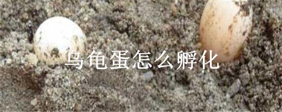 乌龟蛋怎么孵化（乌龟蛋怎么孵化小乌龟）