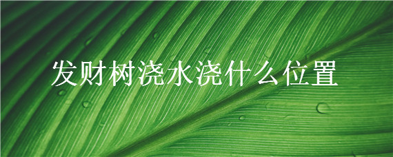 发财树浇水浇什么位置（发财树一般怎么浇水）