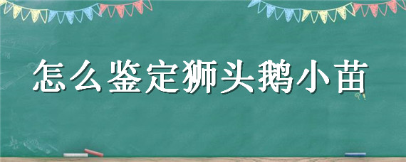 怎么鉴定狮头鹅小苗 狮子头鹅苗怎么鉴别