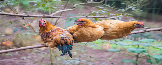 母鸡的特点和本领 母鸡的特点和外貌