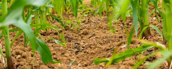 迪卡a6565玉米特征特性(迪卡a6565玉米品种简介)