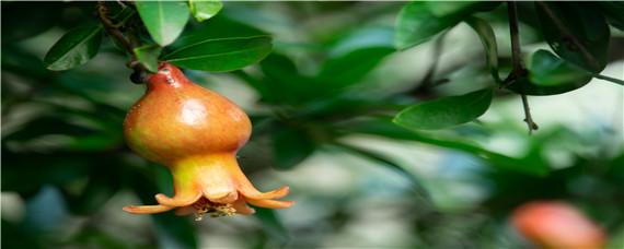 石榴树浇水最佳时间 石榴树浇水注意事项