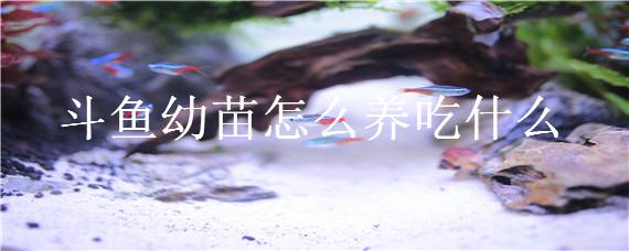 斗鱼幼苗怎么养吃什么(斗鱼苗怎么喂养)