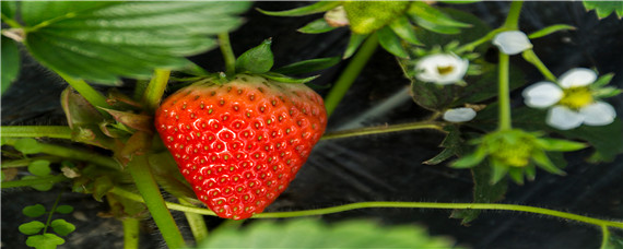 草莓花期用什么肥(草莓花期怎么施肥)