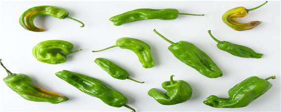 七彩辣椒种子催芽方法（七彩椒的种子催芽方法）