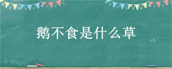 鹅不食是什么草（鹅不食草是一种什么草）