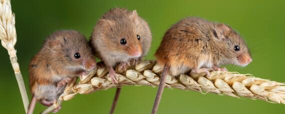 老鼠繁殖期是多少天 老鼠一年繁殖多少次