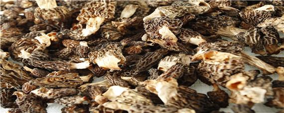 羊肚菌的采收及贮藏方法（羊肚菌的贮存方法）