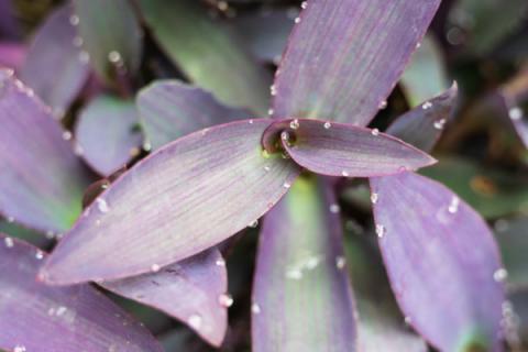 紫锦草的功效与作用（紫草的药效功能作用）