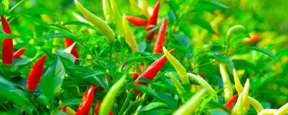 冬季大棚辣椒育苗技术 冬季大棚辣椒育苗技术视频