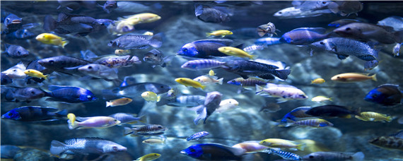 热带鱼水温多少合适（家养热带鱼水温多少合适）