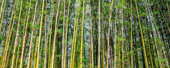 竹虫怎么养殖 竹虫怎么养殖视频